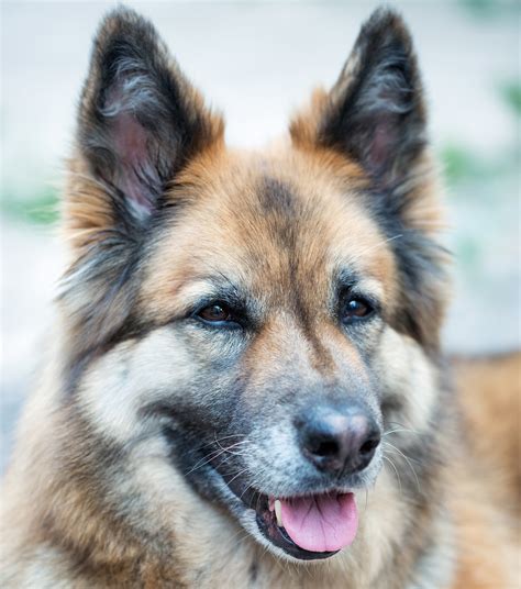 husky german shepard|husky crossed with german shepherd.